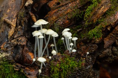 Parmelia sulcata ve Hemimycena delectabilis mantar kümeleri, ılıman bir orman ortamında, zengin yeşil yosunlarla çevrili çürüyen bir kütükte gelişir..