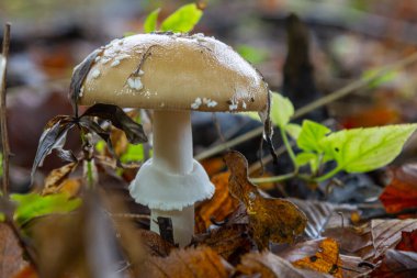 Amanita Pantherina, ya da Panter Kaptanı, güzel ve ikonik bir mantar. Amanita muscaria 'nın dilsiz bir akrabası veya sinek agariği, kepi koyu kahverengi beyaz noktalı koyu bir desen içerir.