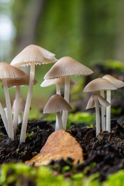 Amanita phalloides ve Mycena galericulata kümeleri gün boyunca sakin bir ormanda canlı yosunlarla çevrili nemli topraktan çıkar..
