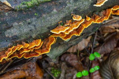 Yoğun bir ormanda çürüyen bir ağaçta büyüyen canlı mantar türleri gözlemlenir, zengin bir renk paleti ve doğal manzarayı geliştiren karmaşık dokular sergilerler..