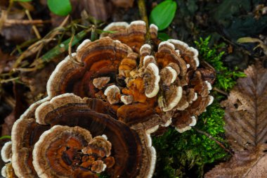 Canlı bir orman ortamında, bir grup Amanita phalloides ve Hymenochaete rubiginosa mantarı yemyeşil yosunların ve çeşitli bitki yaşamlarının arasında yetişir..