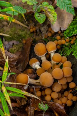 Amanita falloides ve Psathyrella mantarı kümeleri, doğanın karmaşık güzelliğini vurgulayan, huzurlu bir orman ortamında yemyeşil yosunlarla çevrili çürüyen bir kütükte yetişir..