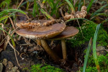 Neofavolus alveolaris ve Psathyrella mantarları çürüyen bir kütükten çıkar, yemyeşil otlar ve bol yeşillik içeren verimli bir orman ortamında gelişir..