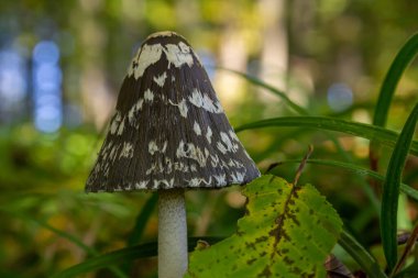 Coprinopsis Picacea. Magpie mantarı olarak da bilinir. Ormanda zehirli mantar..