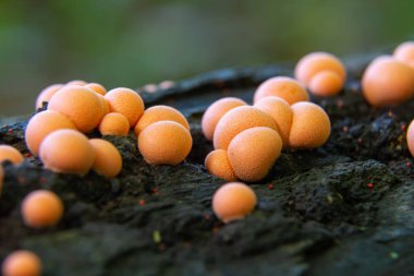 Küçük pembemsi küreleri andıran Lycogala epidendrum kümeleri çürüyen odunlarla büyür, ılık ve nemli yaz koşullarında ormanda gelişir..