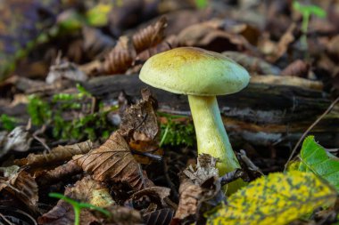 Renkli sonbahar yaprakları ve çürüyen odunlarla çevrili orman zemininden sarı bir mantar çıkar ve doğanın mevsimsel güzelliğini gözler önüne serer..