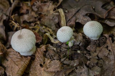 Lycoperdon perlatum mantarının detaylı bir görüntüsü, bilinen adıyla tütsülenmiş mantar, orman zemininde duruyor. Dokuları, yuvarlak şekli, yeryüzünün çevresiyle çelişiyor..