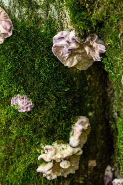 Miken timsahı ve Xylodon mantarı kümeleri yosunlu bir ağaç gövdesinde gelişir ve şafak vakti verimli bir orman ortamında narin şekillerini sergiler..