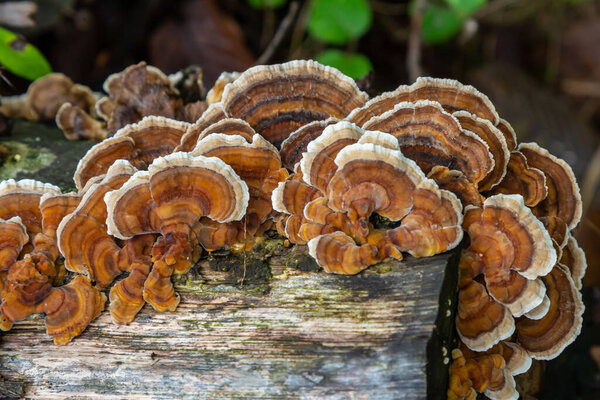 Mycena crocata and Hymenochaete rubiginosa appear on a decaying log, showcasing their unique textures and colors in a forest setting during morning hours.