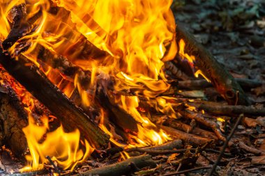 Kömür ateşinin alevi. Pişirme ve ısıtma için toprak. Ormanda tehlike.