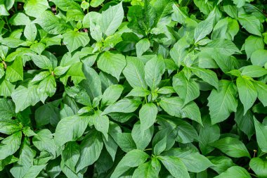 Yeşil yaprakların yoğun yaprakları, güneşin aydınlattığı bir ortamda doğanın güzelliğini gösteren zengin bir halı oluşturur..