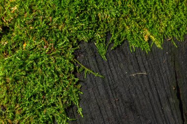 Koyu yeşil yosun örtüleri, gün ışığıyla aydınlatılan sakin bir orman ortamında doğanın canlı renklerini gözler önüne seriyor..