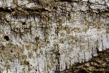 Karmaşık çatlaklar ve kabuk soyma katmanlarının yer aldığı, güneş ışığı altındaki orman ekosistemlerinde bulunan doğal güzellik ve karmaşıklığı vurgulayan desenli beyaz kabuğa yakından bakın..