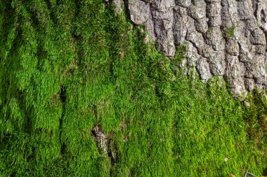 Yosun, ağaç kabuğunun pürüzlü yüzeyinde gelişir. Huzurlu bir ormanda doğal ahşap dokuyla canlı yeşil bir kontrast yaratır..