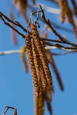 Siyah alnus glutinosa 'nın erkek catkins ve dişi kırmızı çiçekli küçük bir dalı. İlkbaharda çiçek açan kızılağaç. Güzel doğal arka plan. Temiz küpeler ve bulanık arka plan..