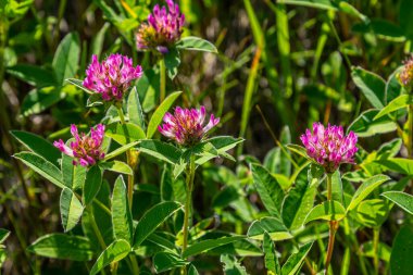 Yabani kırmızı yonca çiçeği yeşil doğa arka planına sahip trifolium pratense izole.