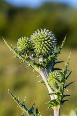 Vahşi doğada, bal bitkisi echinops sphaerocephalus çiçek açar..