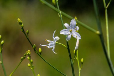 Anthericum ramosum 'un narin, beyaz ve sarı çiçekleri, yıldız şeklinde, vahşi, bulanık yeşil arka planda büyüyen, parlak ve güneşli yaz günü,.
