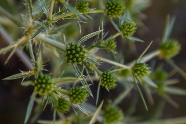 Vahşi doğada eryngo olarak bilinen devedikeni Eryngium kampı yetişir. Tıbbi olarak kullanılan bir Eryngium türüdür..