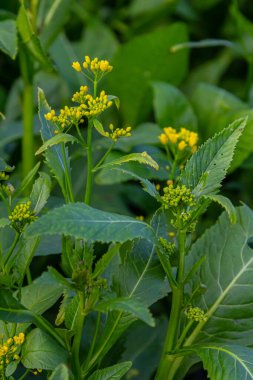 Su yabanturpu Rorippa vahşi doğada yetişir..