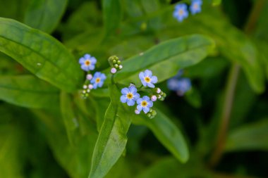 Myosotis palustris Myosotis palustris Myosotis çiçekleri bahar mevsiminde çiçek açarlar. Unutma beni çiçekli, parlak yeşil yapraklı makro mavi.