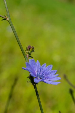 Vahşi doğada güzel hindiba çiçekleri yetişir. Yabani bitkilerin tarlası. Yeşil bulanık doğal arkaplan.