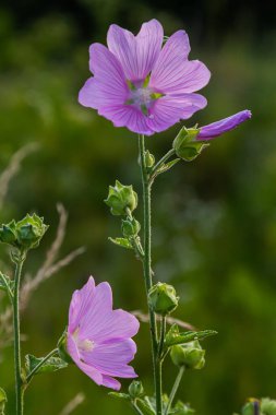 Baharda güneşin altında güzel çiçeklerin yakın çekimi. Malva ortak. Malva sylvestris. Yaygın mallow.