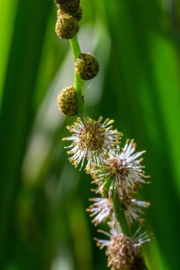 Kirpi dallı Sparganium erektumu - doğal bir bahçenin bahçe havuzunda çiçek açan bitki.