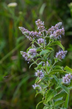 Yazın, uzun zamandır bırakılan nane şekeri Mentha longifolia vahşi doğada yetişir..