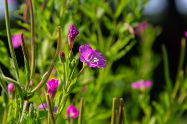 willow-herb epilobium hirsutum during flowering. Medicinal plant with red flowers.