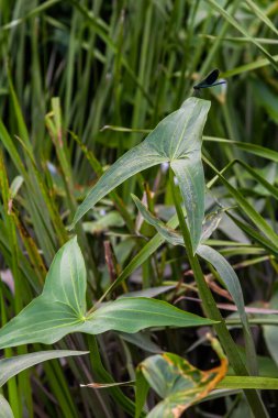 Vahşi su bitkisi Sagittaria sagittifolia yavaş akan suda yetişir..