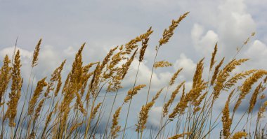 Çayırdaki küçük kamışlı Calamagrostis epigejos 'un enfeksiyonu..