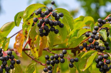 Cornus sanguinea, tohum familyasından bir bitki türü. Küçük çiçekli ve yenmez böğürtlenli uzun bir çalılık. Çim kuyusu süs bitkisi olarak yetiştirilir..