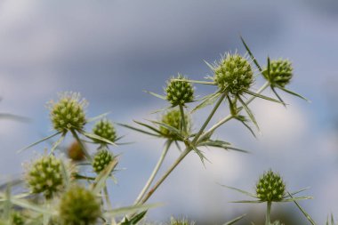 Vahşi doğada eryngo olarak bilinen devedikeni Eryngium kampı yetişir. Tıbbi olarak kullanılan bir Eryngium türüdür..