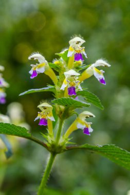 Yaz mevsimi yabani otların arasında, ısırgan otu filizleri Galeopsis Specosa.