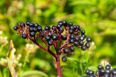 Kara danewort Sambucus ebulus meyveleri yazın yakın plan..