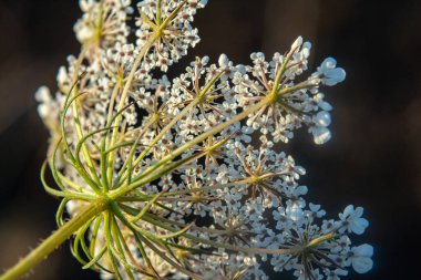 Daucus carota yaban havucu açan bitki olarak bilinir..
