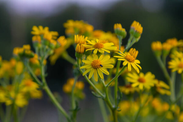 Wild plant Jacobaea vulgaris in the forest meadow. Known as ragwort, stinking Willie or tansy ragwort. Yellow delicate flower on a green background.