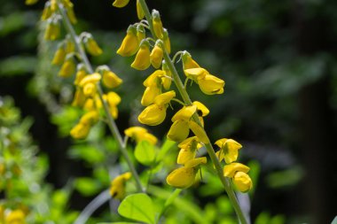 Lembotropis nigricalarının parlak sarı çiçekleri, zengin yeşil yaprakların arasında büyür ve bahar zamanı doğal güzelliklerini sergilerler..