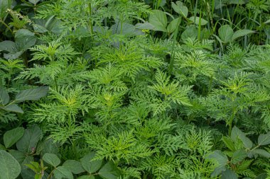 İyi bölünmüş yeşil yaprakları olan yaygın yosun bitkileri yoğun bir şekilde yemyeşil bir ortamda büyür ve Kuzey Amerika 'da parlak yaz güneşi altında geniş yapraklarını sergilerler..