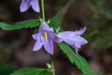 Sürünen çan çiçekleri, güzel mor çiçeklerini yazın ortasında yemyeşil yemyeşil bir alanda sergiliyor..