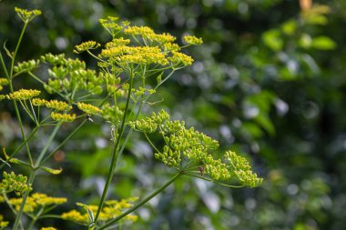 Uzun rezene bitkisi, bahçedeki sarı çiçek kümelerini sergiler. Zengin yeşil yaprakların arasında çarpıcı bir görüntü oluşturarak tatlı bir anason kokusu yayar..
