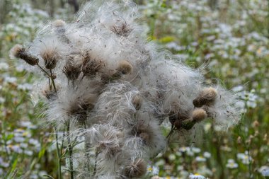 Cirsium 'un kabarık tohum başları yazın sonlarında doğanın güzelliğini ve çeşitliliğini gösteren renkli kır çiçekleriyle dolu güneşli bir tarlada hafifçe salınırlar..