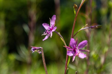 Canlı ateş yosunu çiçekleri yeşil yaprakların arasında narin mor yapraklar sergilerler. Bu sahne yazın güzelliğini doğal bir ortamda yakalar..