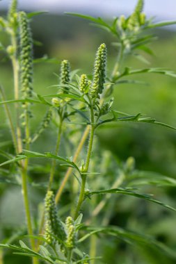 Yaygın Ragweed 'in yeşil yaprakları ve canlı bir alanda gelişen çiçek tomurcuklarıyla yaz sonlarında tipik büyüme şekilleri gösterdiği görülüyor..