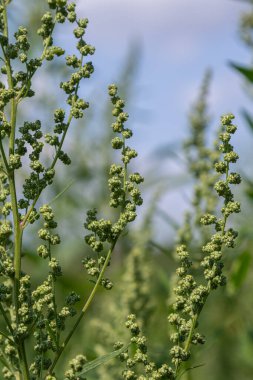 Kuzu karelerinin üzerindeki yeşil çiçek tomurcukları tomurcuklanır. Bitkiler yemyeşil olur. Açık mavi gökyüzünün altında güneşlenirler..
