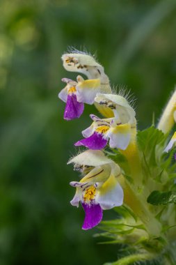 Bereketli yeşil çevre, Galeopsis Specosa 'nın çarpıcı mor ve beyaz çiçeklerinin baharda ılıman bir öğleden sonra serpildiğini vurgular..
