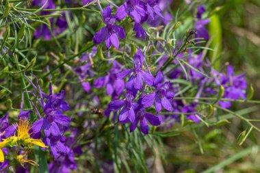 Canlı mor çatallı Larkspur çiçekleri yeşillikler arasında yemyeşil bir çayırda çiçek açar ilkbahar onları hayata getirirken eşsiz şekillerini ve renklerini vurgularlar..