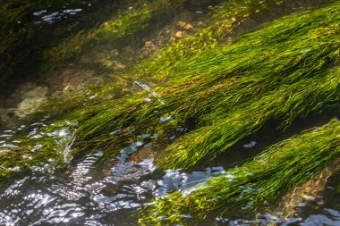 Narin su solucanı, yeşil lifleri akıntıda sallanarak güneşli bir günde huzurlu bir sualtı manzarası oluşturarak suya yayılır..