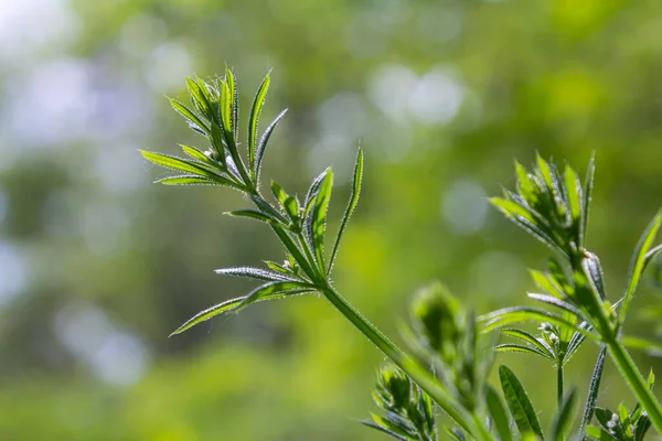 Genel olarak Cleavers olarak bilinen Galyum açıklığı yemyeşil bir yaşam alanı oluştururken yumuşak güneş ışığını emerek eşsiz yaprak yapısı ve büyüme kalıbını gözler önüne serer..